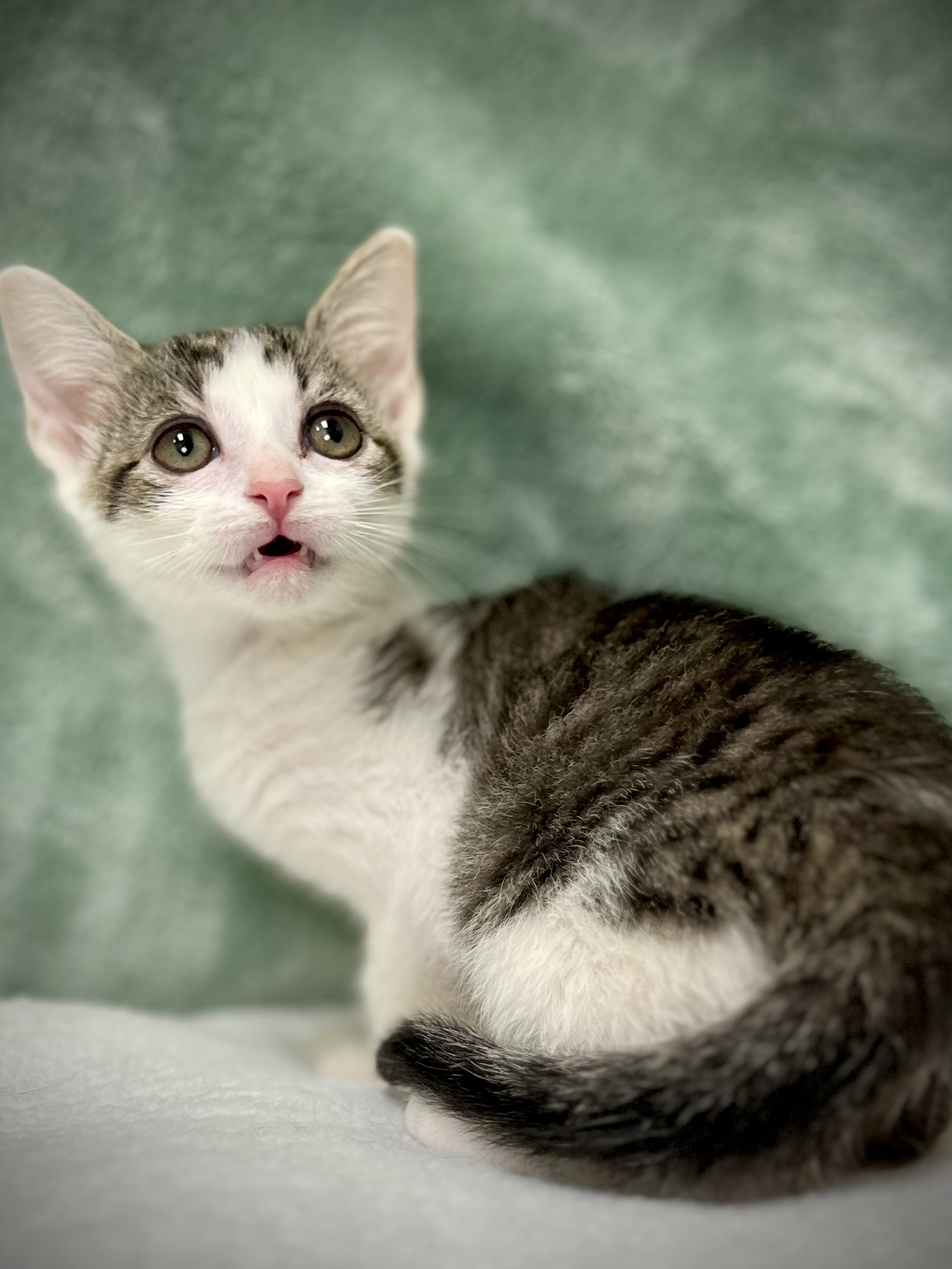 Tyler, a Adoptable mixed breed in Greensboro, NC image 4/6