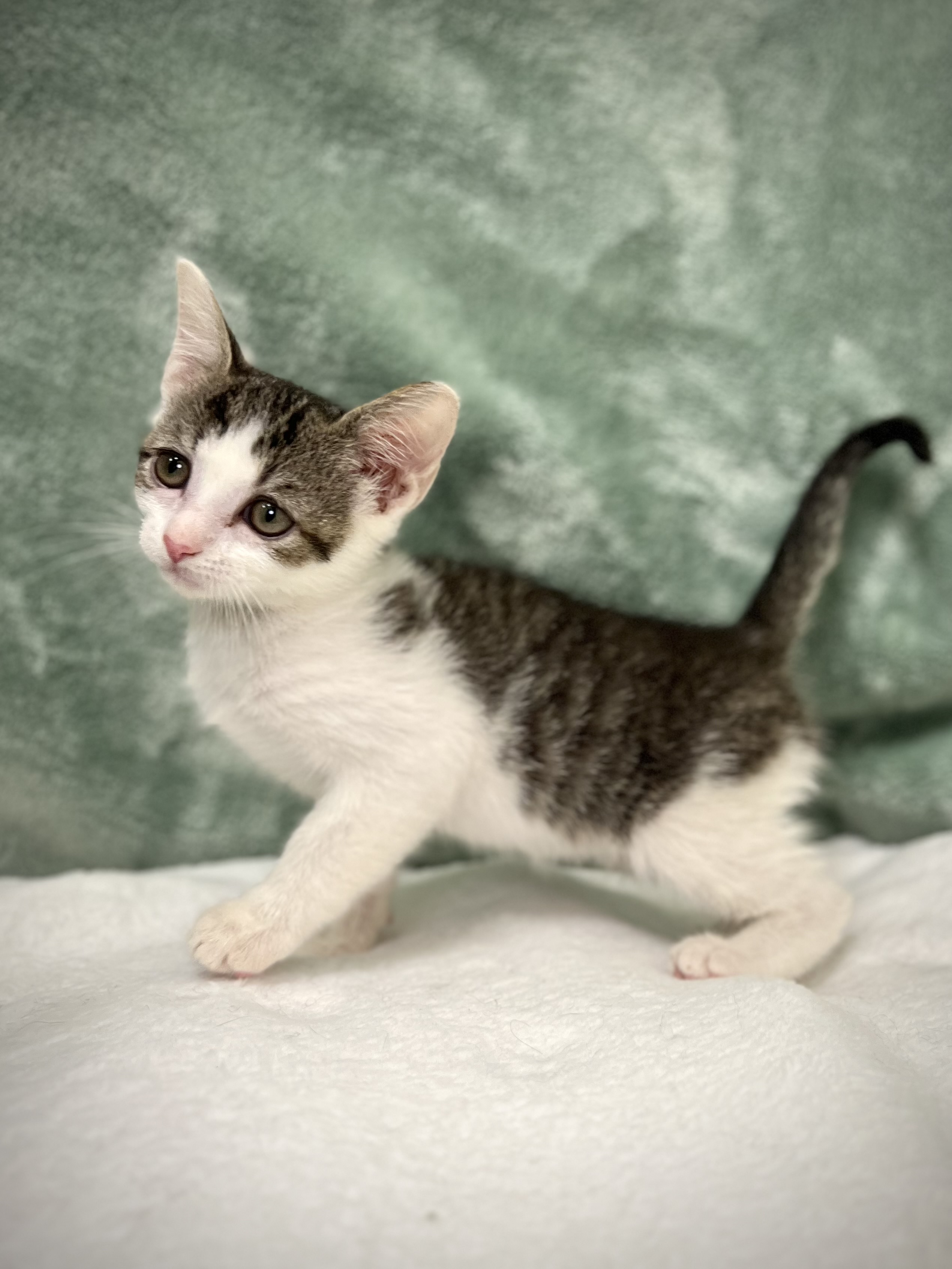 Tyler, a Adoptable mixed breed in Greensboro, NC image 5/6