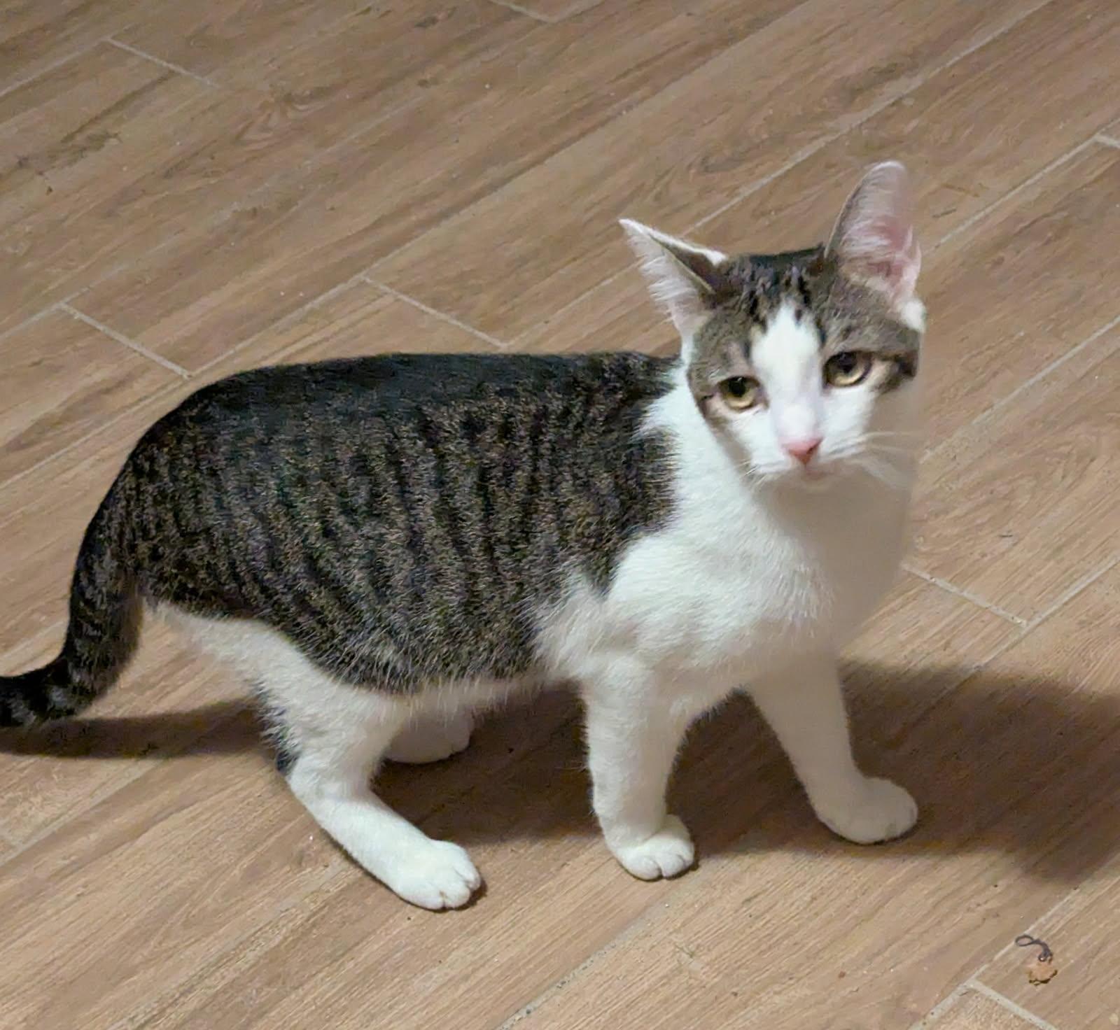 Enlarge Tyler, a Adoptable mixed breed in Greensboro, NC image 3/6