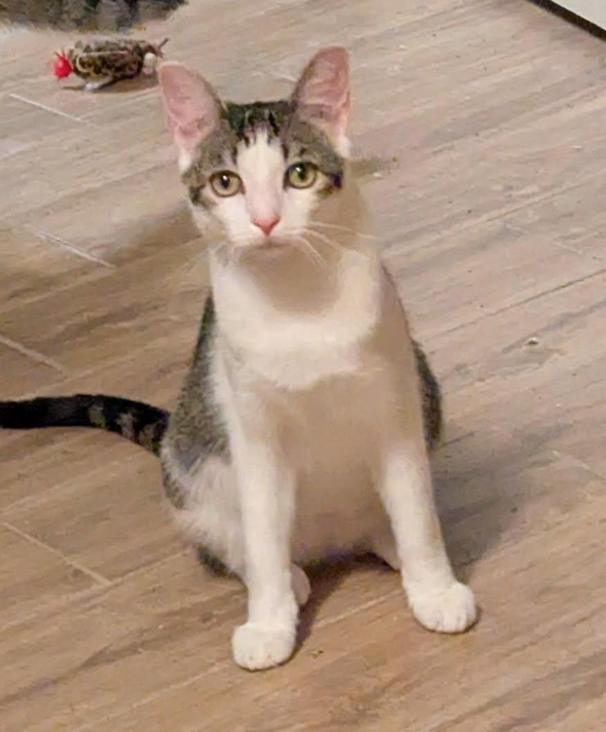 Enlarge Tyler, a Adoptable mixed breed in Greensboro, NC image 2/6