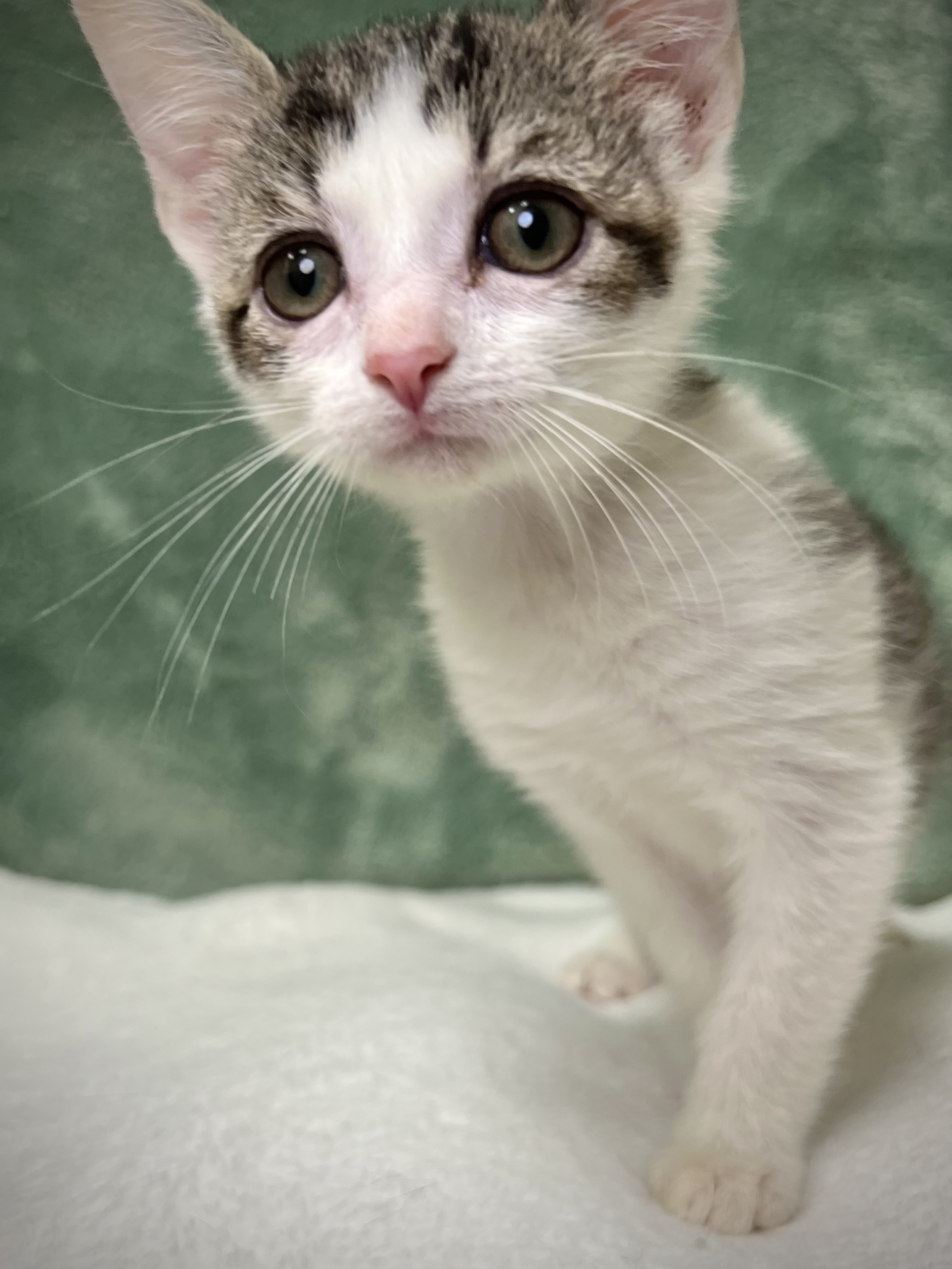 Tyler, a Adoptable mixed breed in Greensboro, NC image 6/6