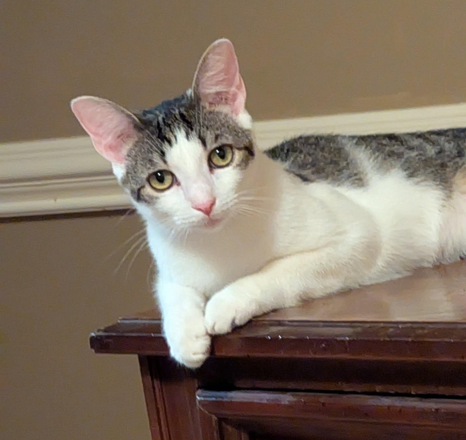 Tyler, Adoptable, Young Male Domestic Short Hair & Tabby.