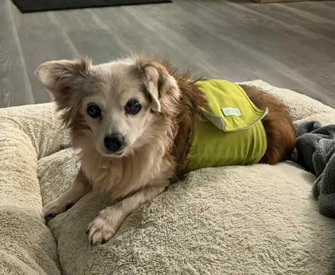 Shadow, Adopted, Senior Male Chihuahua.