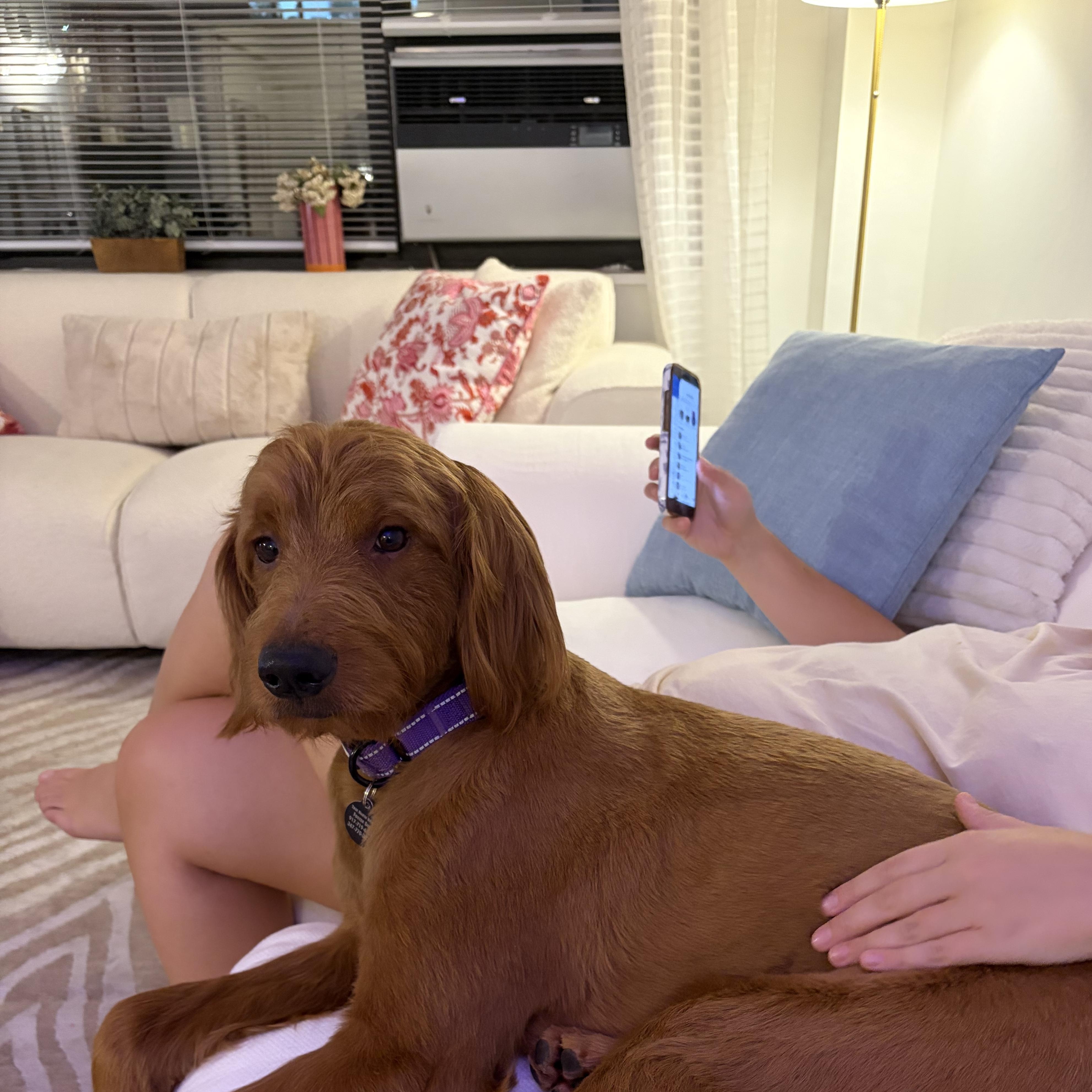 Toby, Adoptable, Adult Male Goldendoodle.