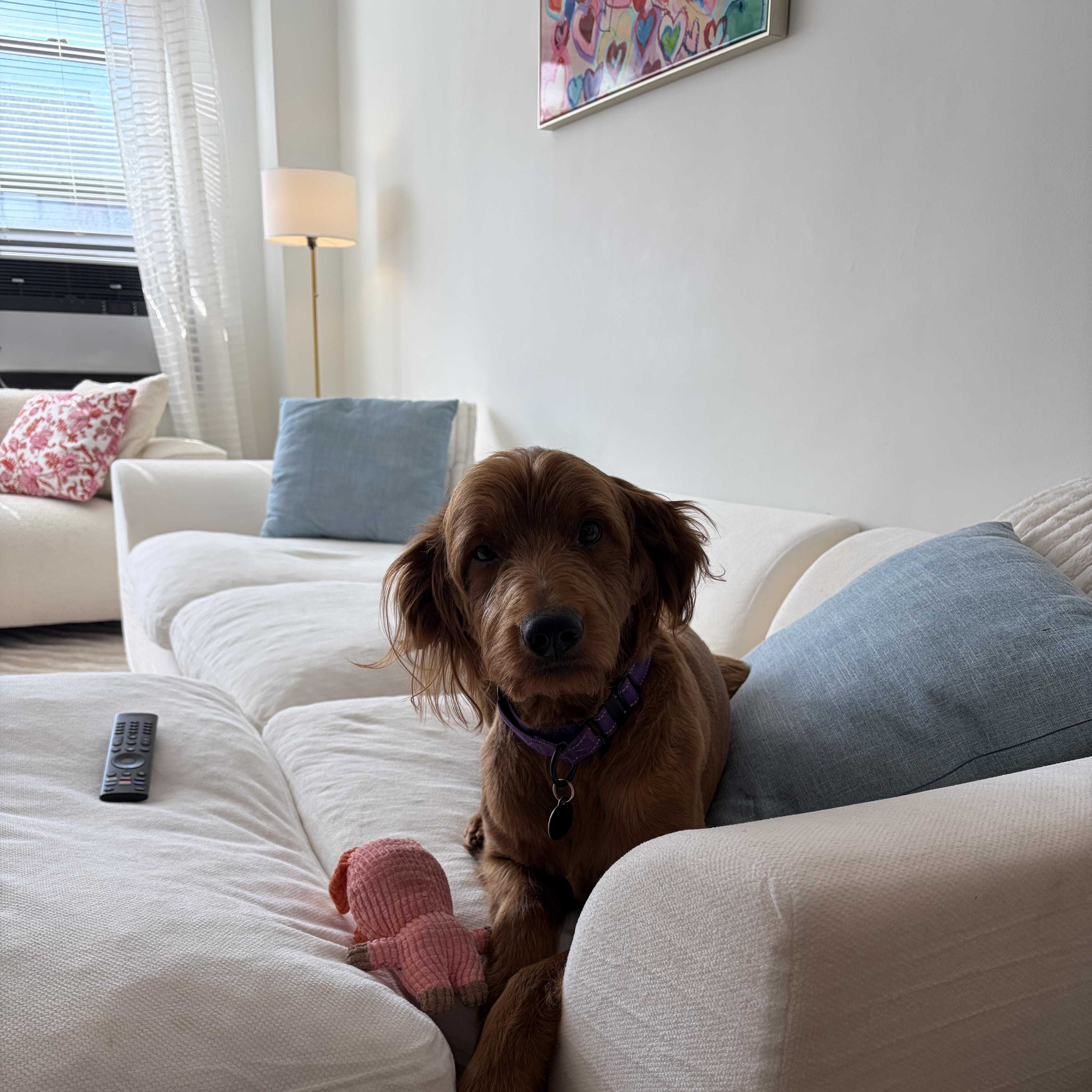 Enlarge Toby, a Adoptable Goldendoodle in Brooklyn, NY image 2/4