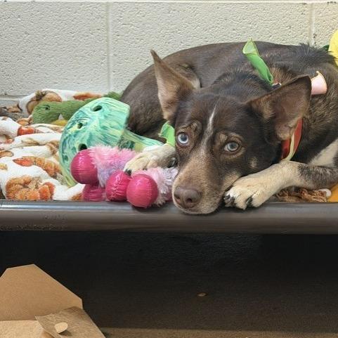Enlarge Betty, a Adoptable mixed breed in Novelty, OH image 2/5