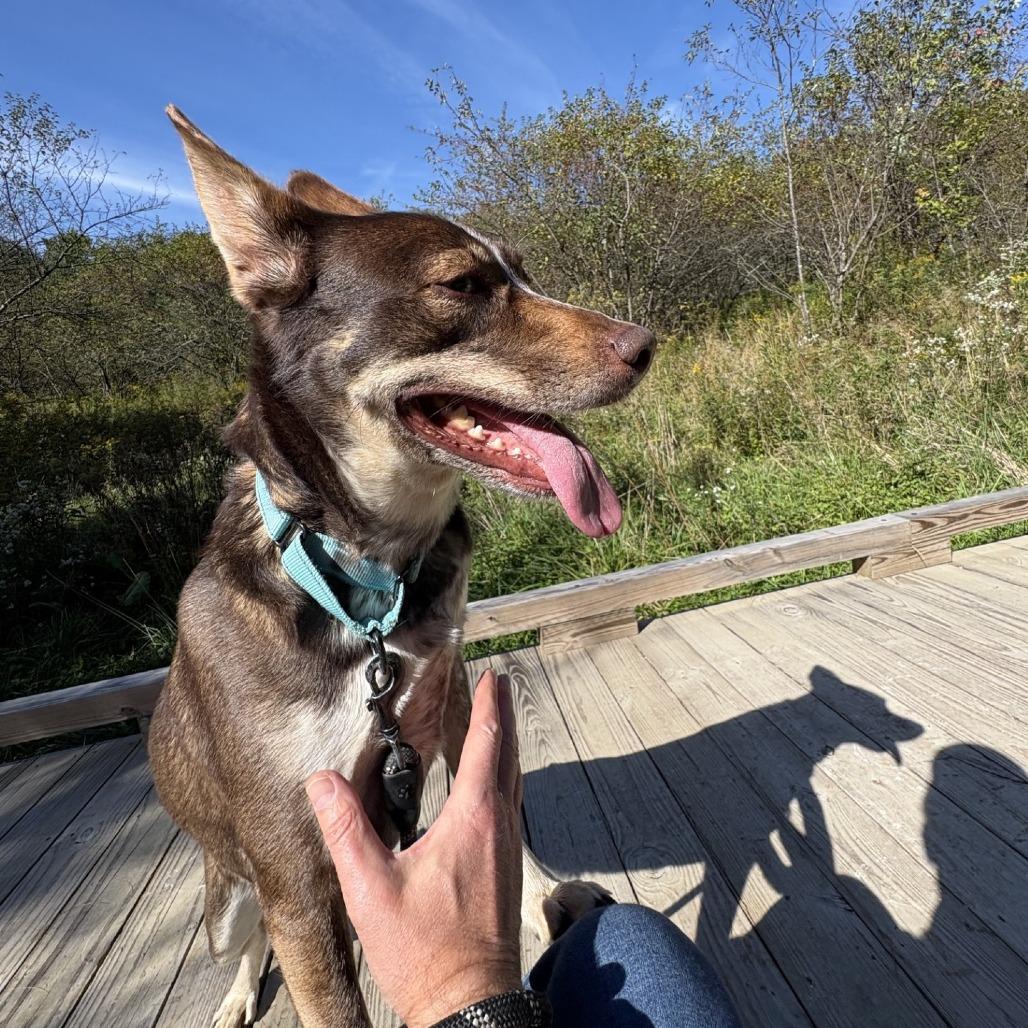 Enlarge Betty, a Adoptable mixed breed in Novelty, OH image 3/5