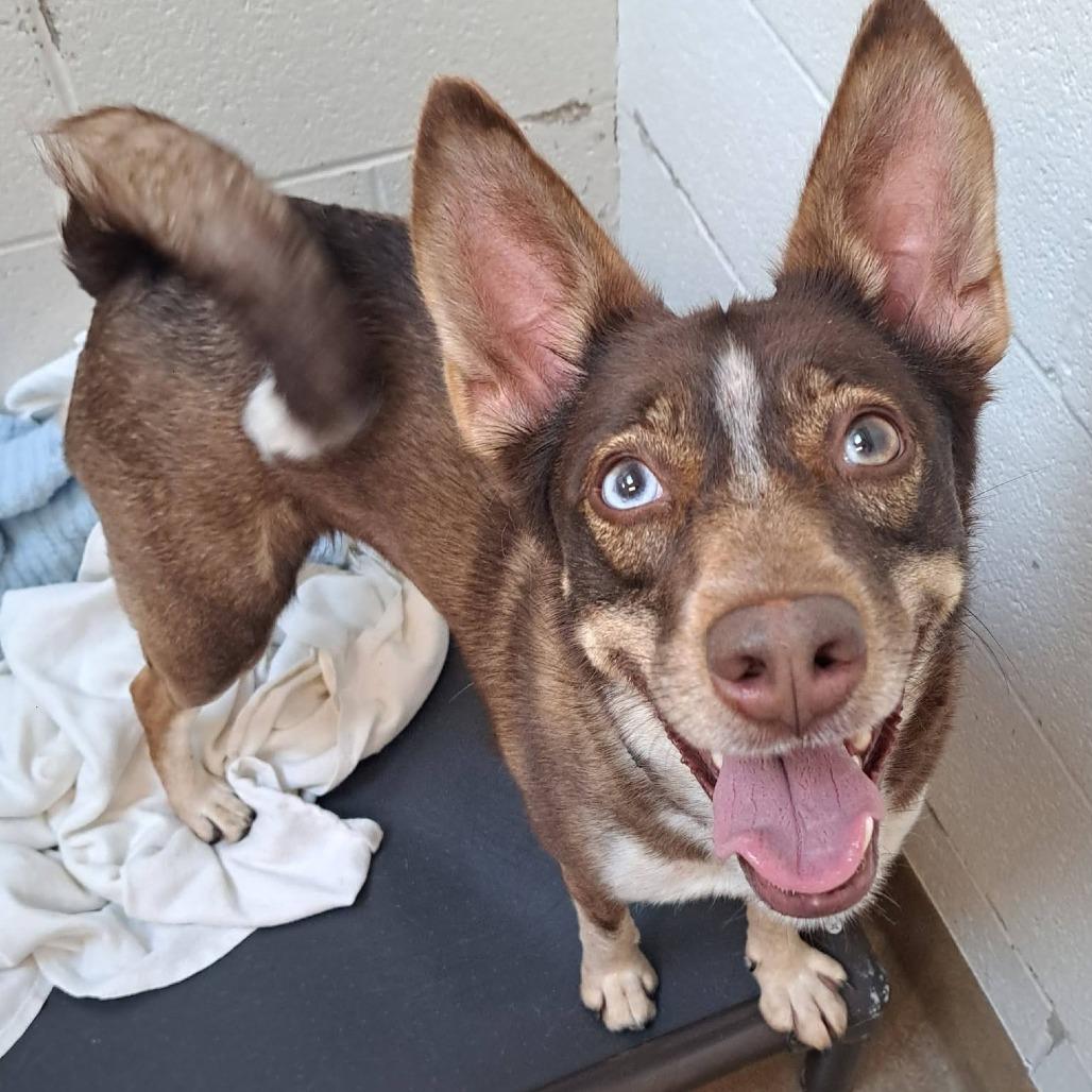 Enlarge Betty, a Adoptable mixed breed in Novelty, OH image 5/5