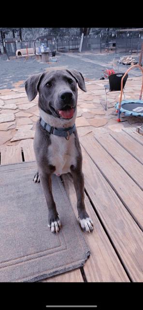 Boots, Adoptable, Young Male Mixed Breed.