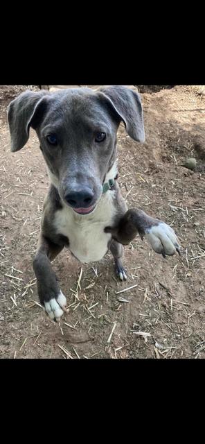 Boots, a Adoptable Mixed Breed in Livingston, TX image 2/2