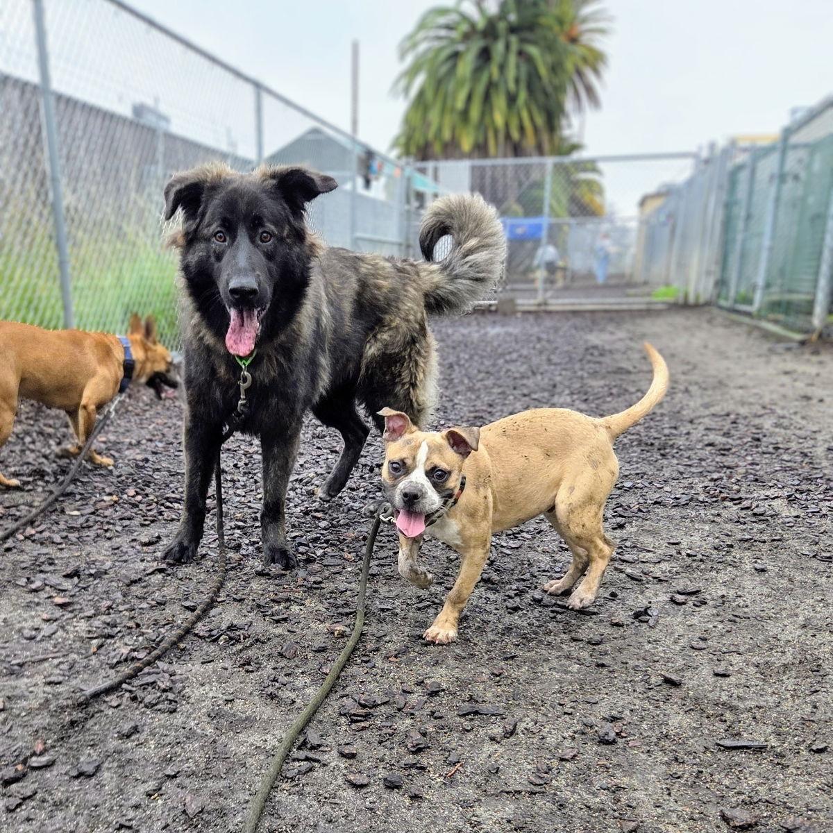 Nugget — thumbnail 2