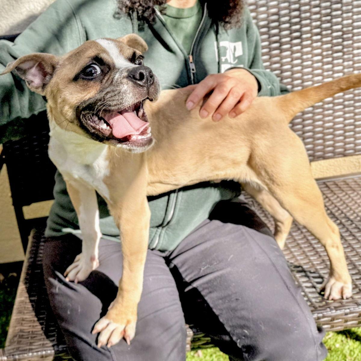 Nugget — thumbnail 3