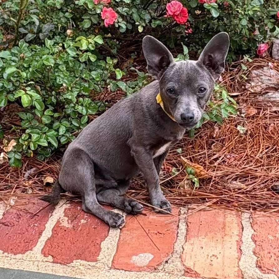 Jasper , adopted, Puppy Male Chihuahua.
