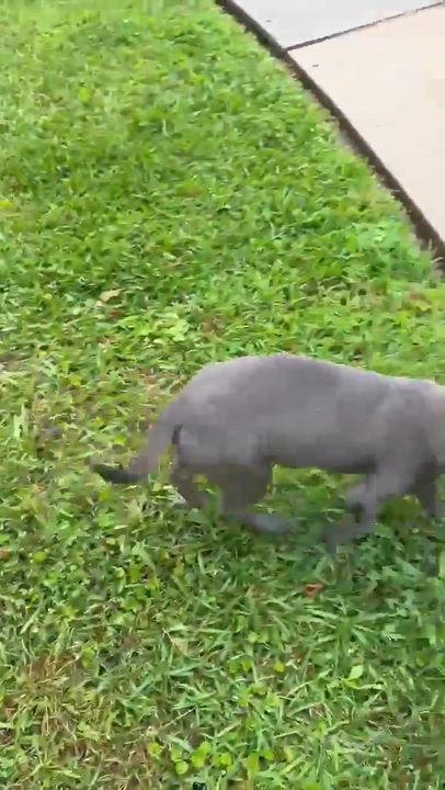 Enlarge Jasper , an adopted mixed breed in Smithfield, RI video 3/4