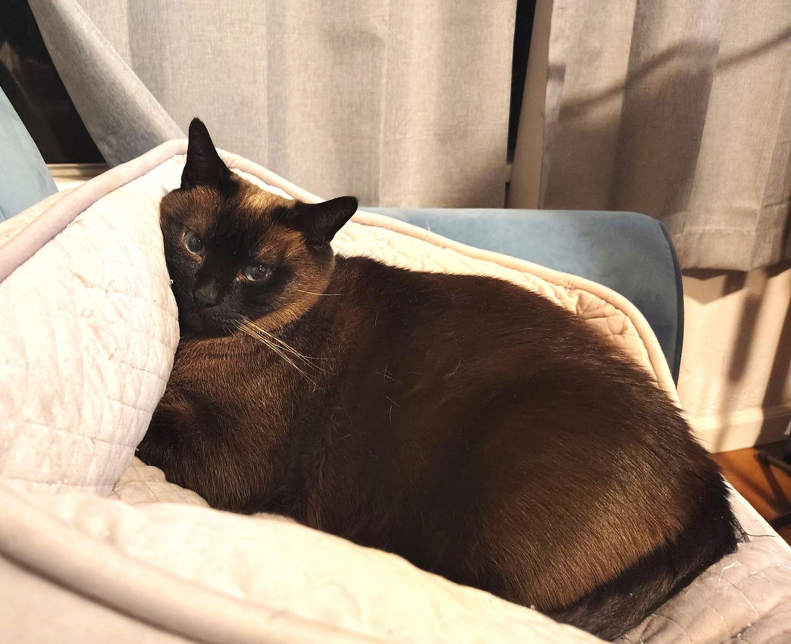 Mocha, Adoptable, Adult Female Siamese & Domestic Short Hair.