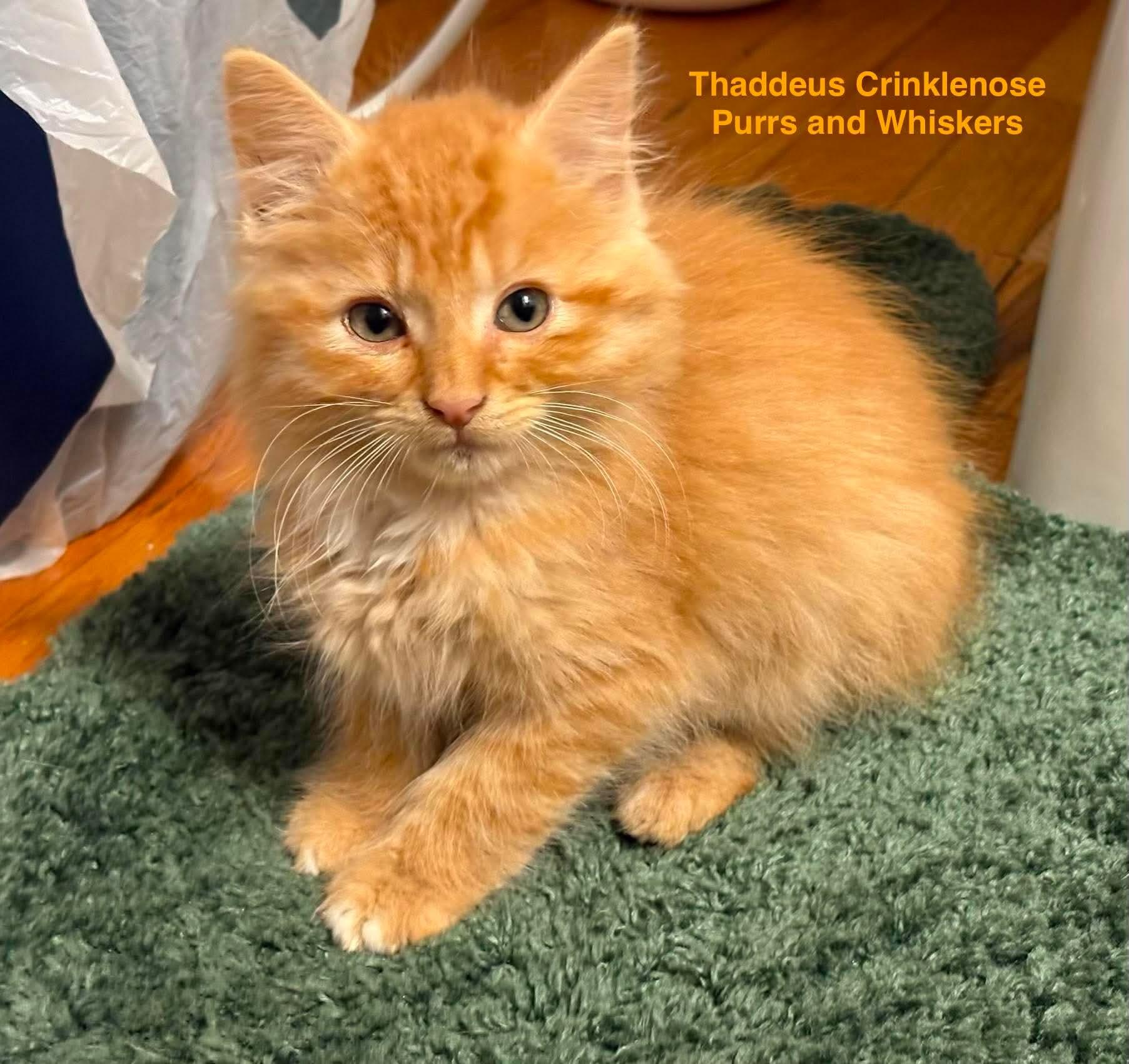 Enlarge Thaddeus Crinklenose, a Adoptable Domestic Long Hair in New Hartford, NY image 1/2