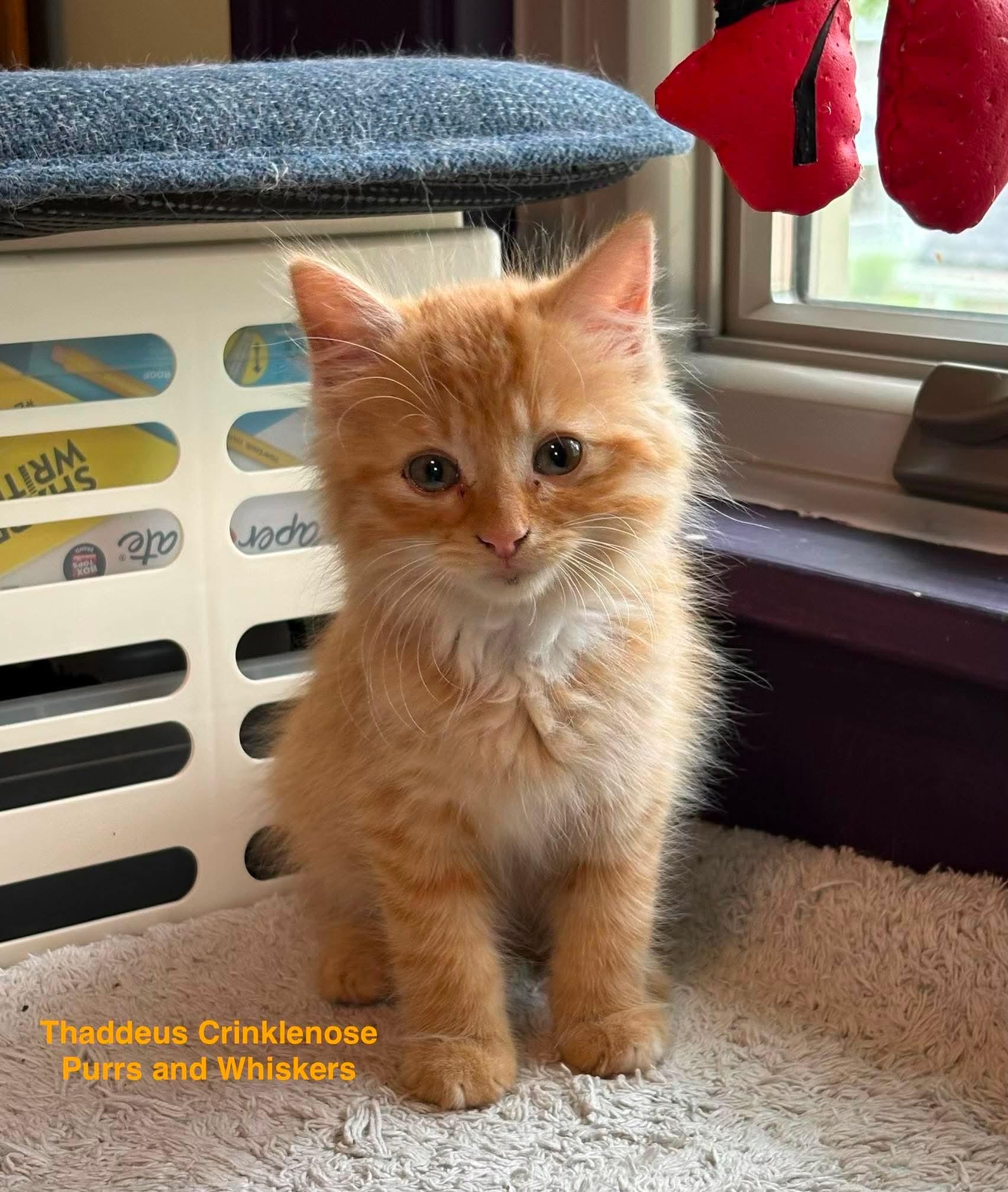 Enlarge Thaddeus Crinklenose, a Adoptable Domestic Long Hair in New Hartford, NY image 2/2