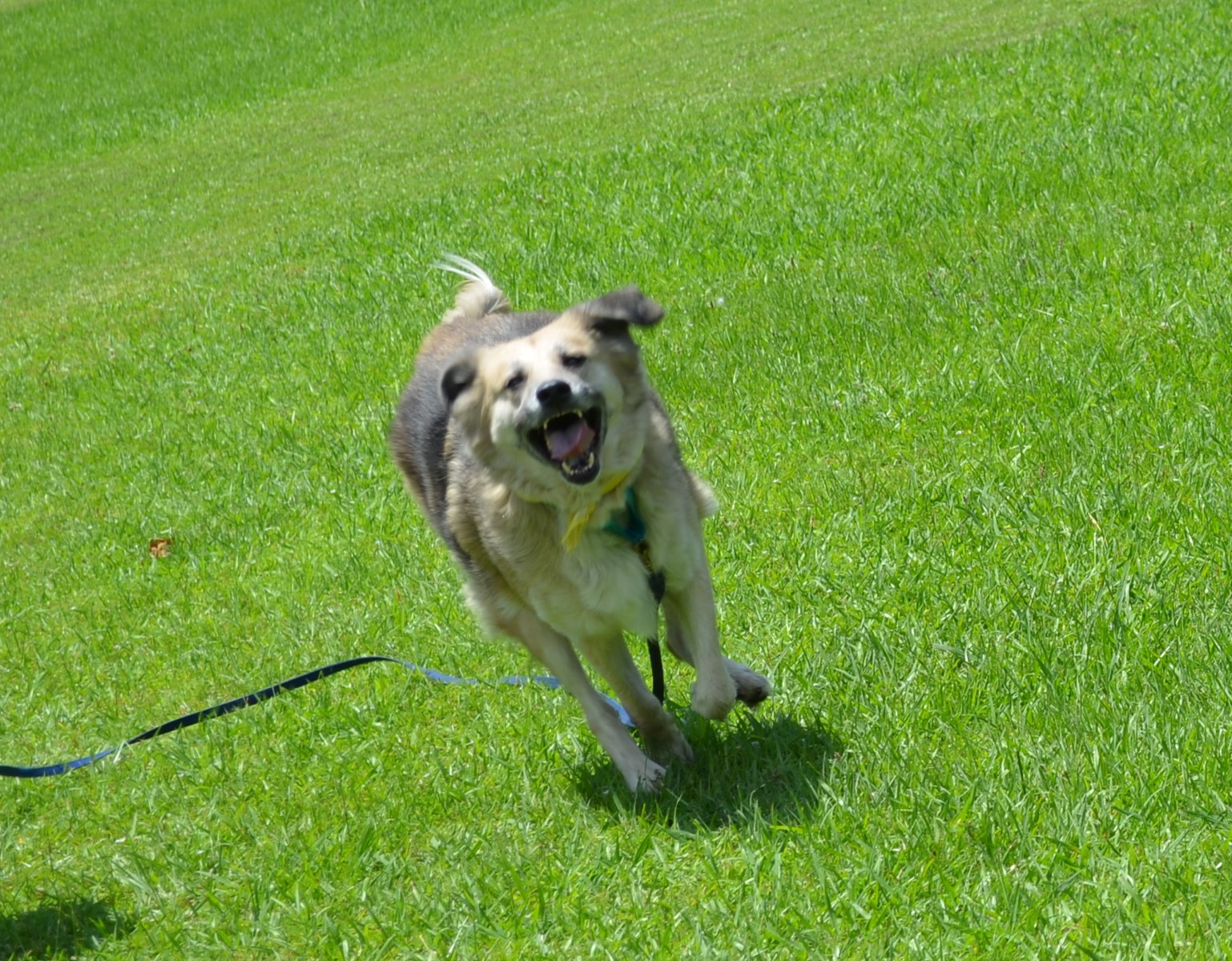 Enlarge Delta Marie, a Adoptable mixed breed in Chelsea, AL image 1/1