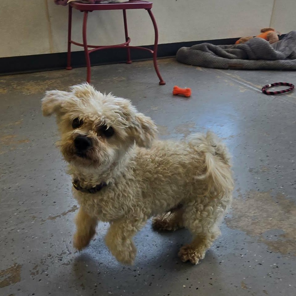 Jojo, an adopted mixed breed in Martinsville, IN image 2/3