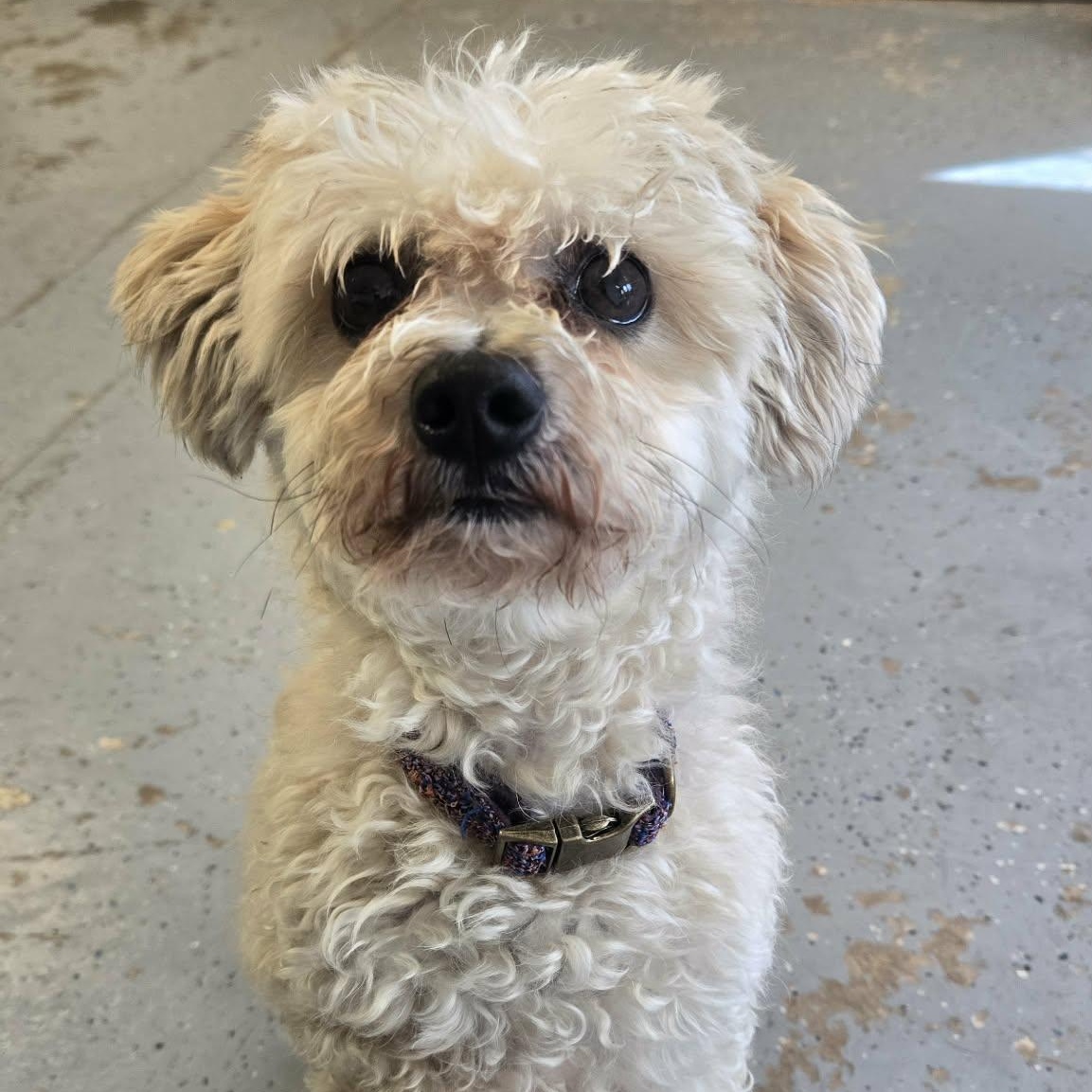 Jojo, adopted, Adult Male Maltipoo.