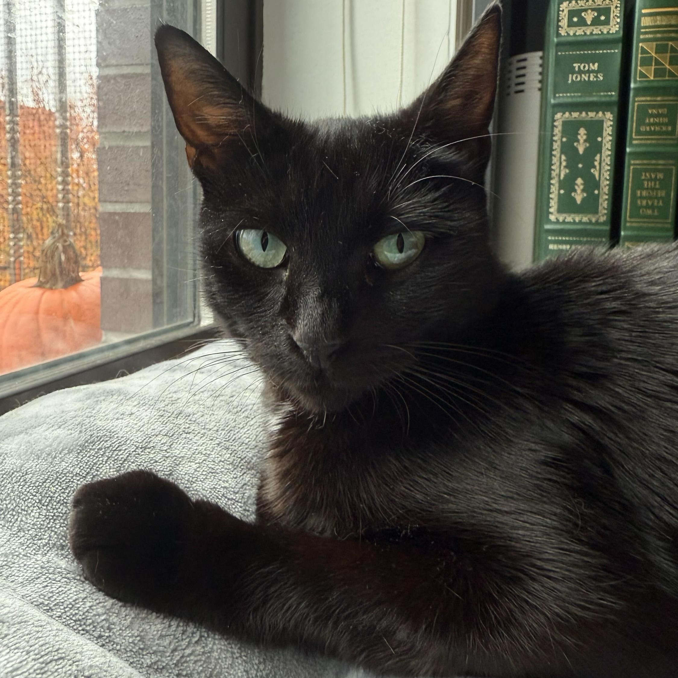 Enlarge Kismet, a Adoptable Domestic Short Hair in Long Island City, NY image 1/5