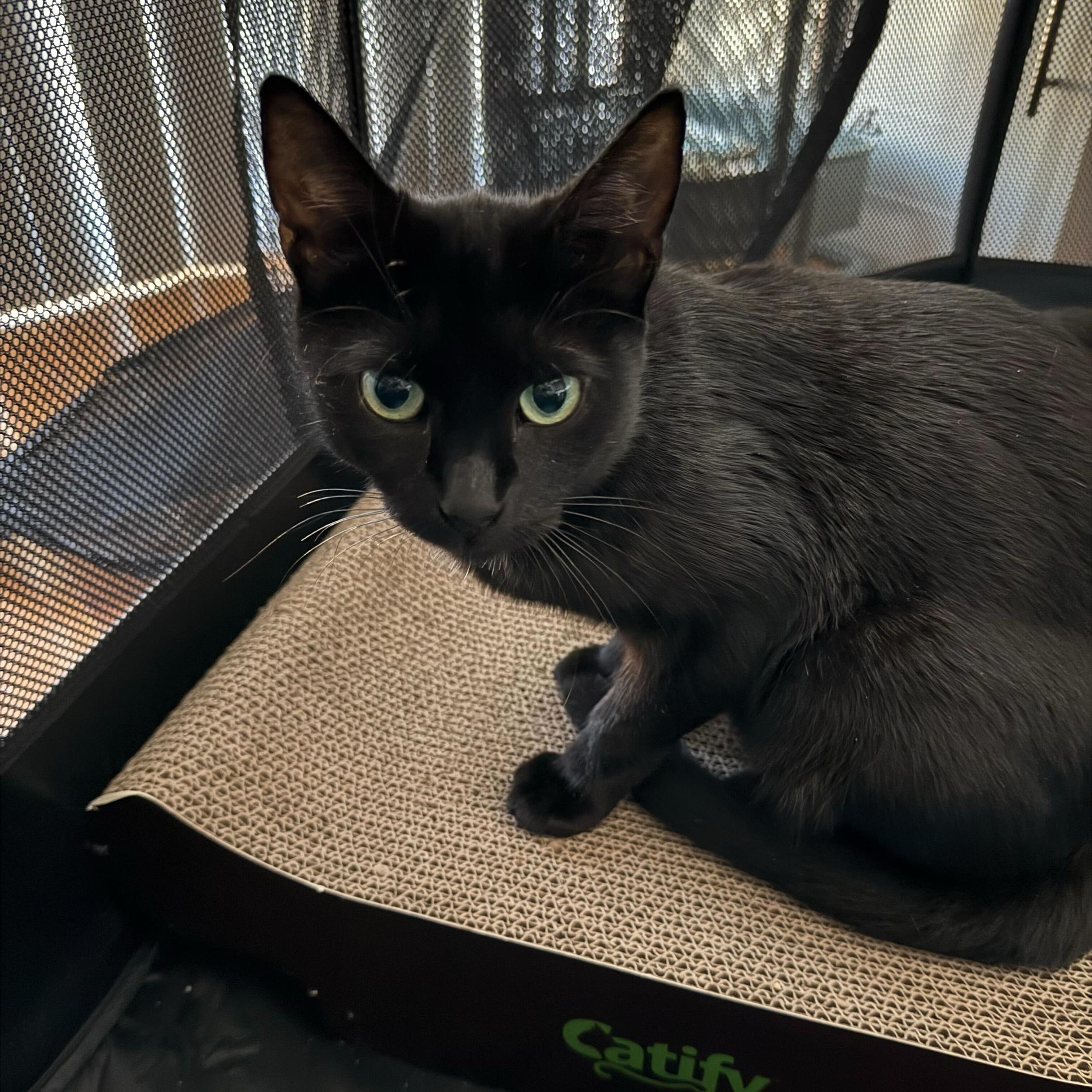 Enlarge Kismet, a Adoptable Domestic Short Hair in Long Island City, NY image 4/5