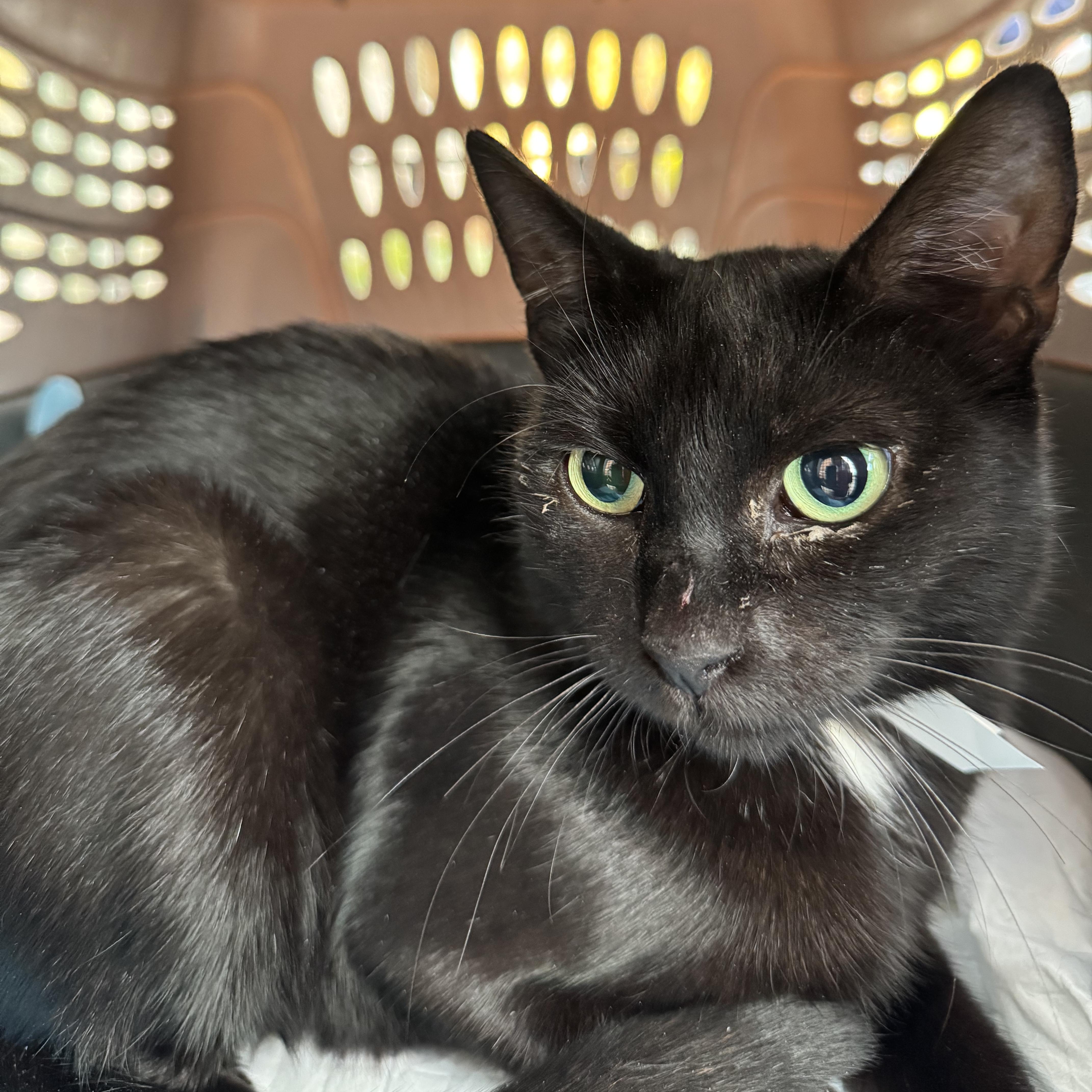 Enlarge Kismet, a Adoptable Domestic Short Hair in Long Island City, NY image 3/5