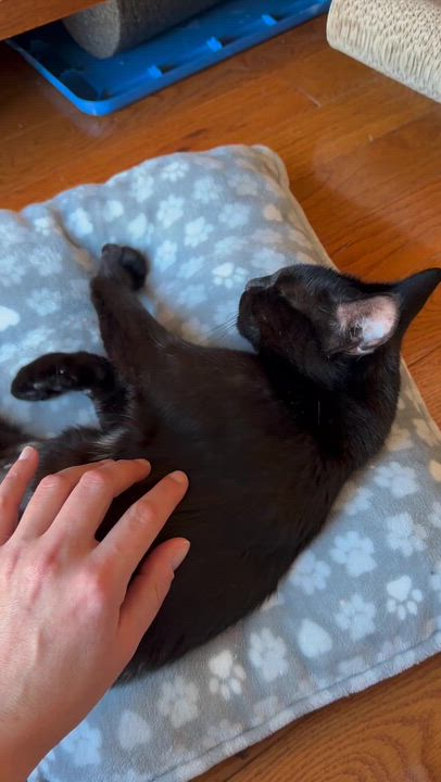 Enlarge Kismet, a Adoptable Domestic Short Hair in Long Island City, NY video 5/5