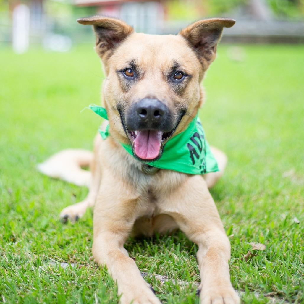 Garth, Adoptable, Adult Male Mixed Breed.