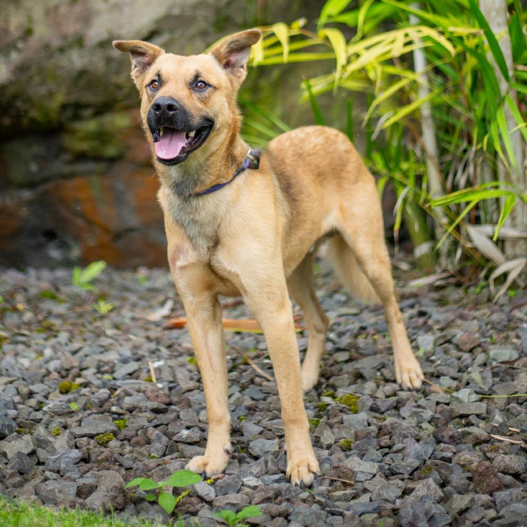 Enlarge Garth, a Adoptable Mixed Breed in Kailua Kona, HI image 1/6