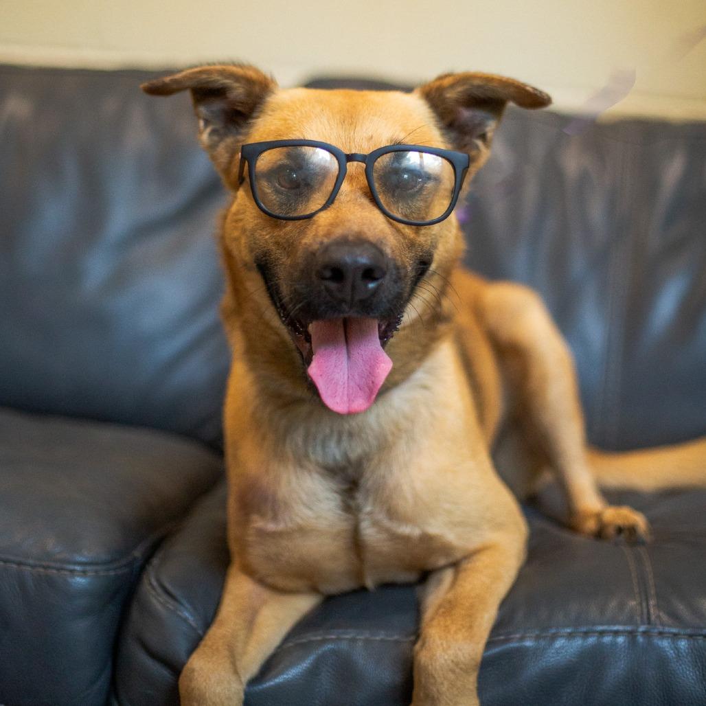 Enlarge Garth, a Adoptable Mixed Breed in Kailua Kona, HI image 2/6