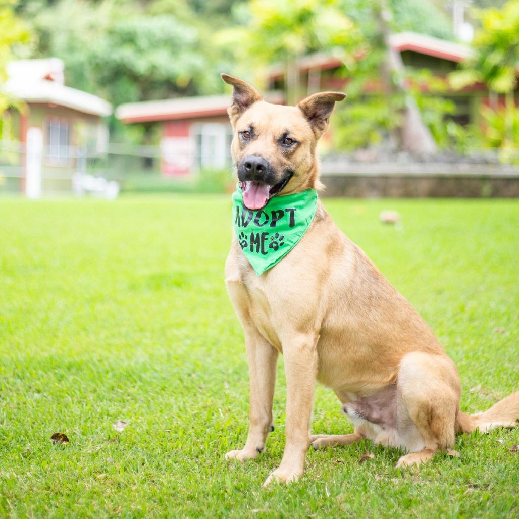 Enlarge Garth, a Adoptable Mixed Breed in Kailua Kona, HI image 3/6