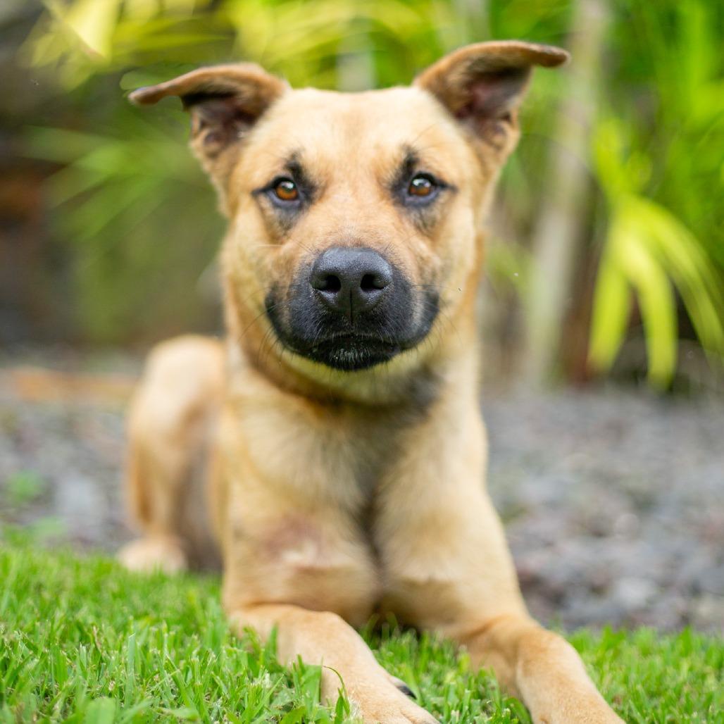 Enlarge Garth, a Adoptable Mixed Breed in Kailua Kona, HI image 4/6