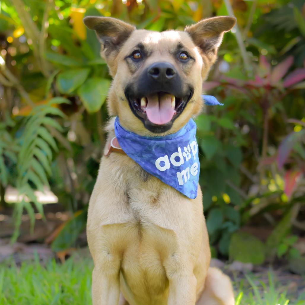 Enlarge Garth, a Adoptable Mixed Breed in Kailua Kona, HI image 5/6