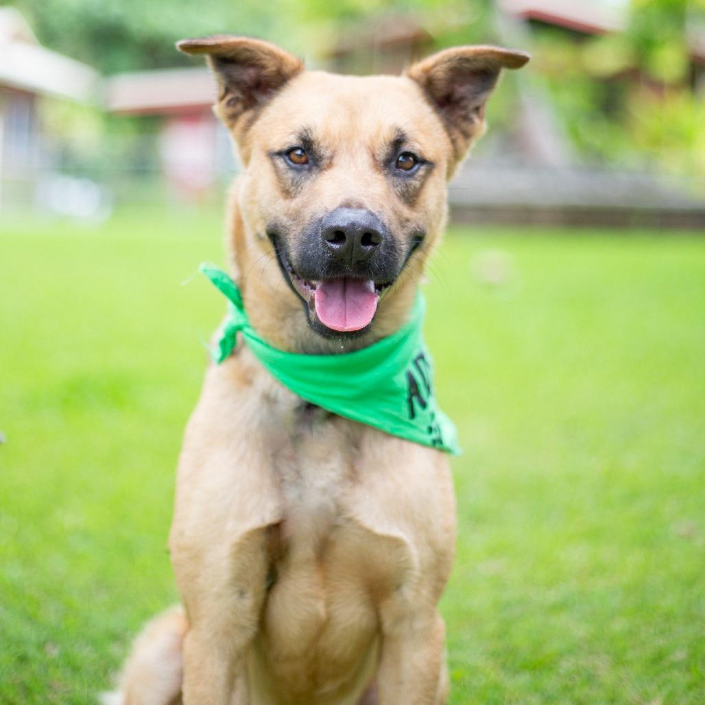 Enlarge Garth, a Adoptable Mixed Breed in Kailua Kona, HI image 5/6