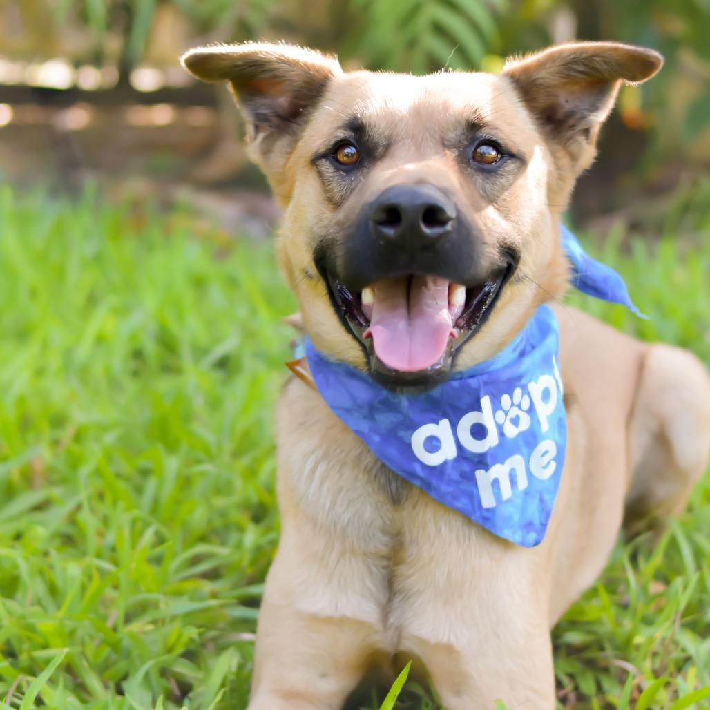Enlarge Garth, a Adoptable Mixed Breed in Kailua Kona, HI image 6/6