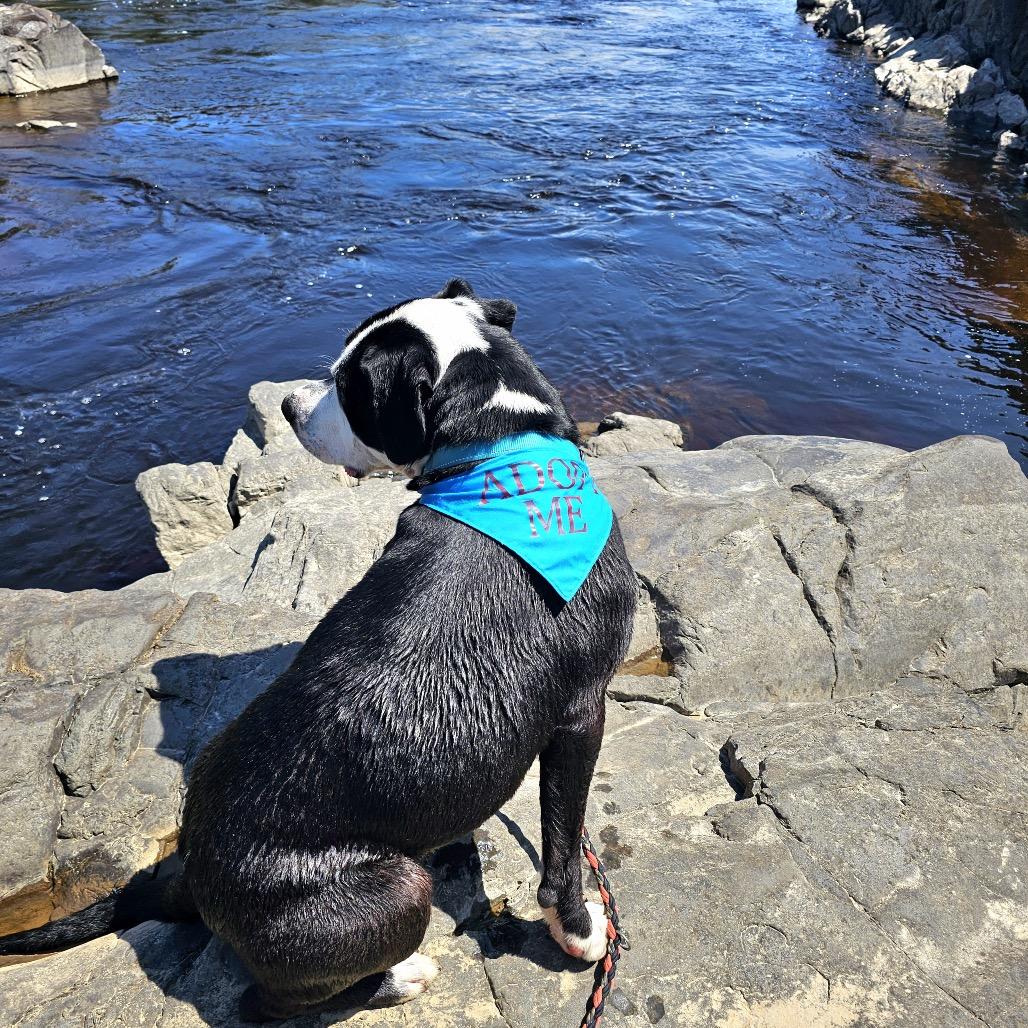 Duke, a Adoptable Mixed Breed in Chanhassen, MN image 1/6