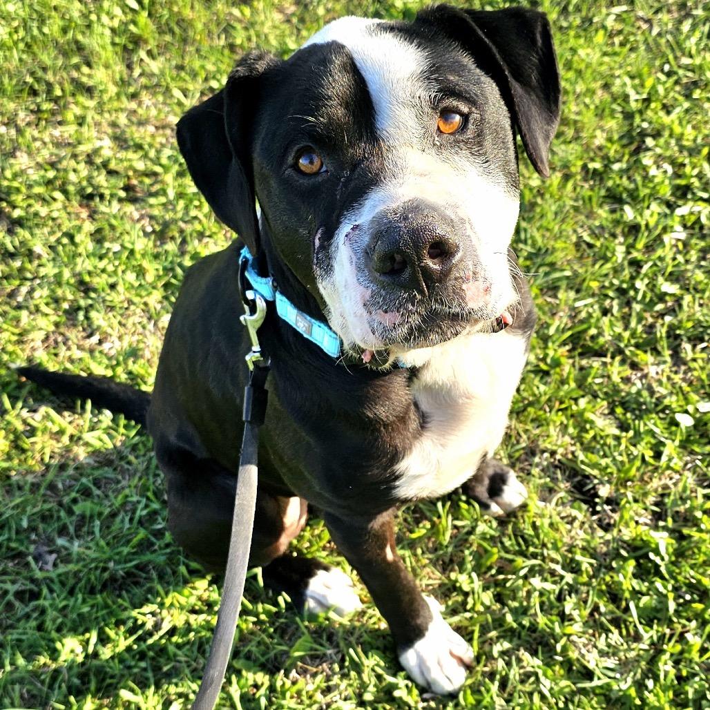 Duke, a Adoptable Mixed Breed in Chanhassen, MN image 2/6