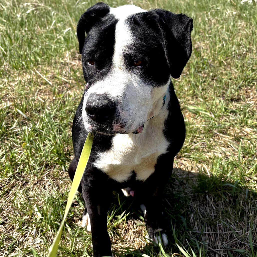 Duke, a Adoptable Mixed Breed in Chanhassen, MN image 5/6