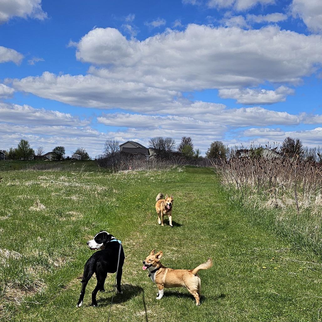 Duke, a Adoptable Mixed Breed in Chanhassen, MN image 6/6