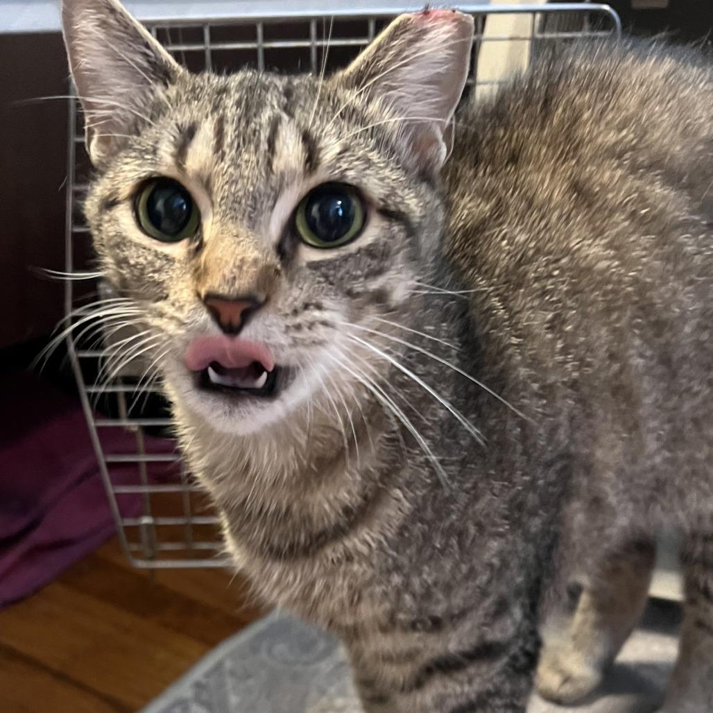 Enlarge Harley, a Adoptable Domestic Short Hair in Tulsa, OK image 1/3