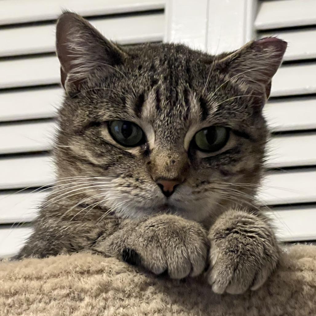 Harley (great pair with Zoro), Adoptable, Senior Female Domestic Short Hair.