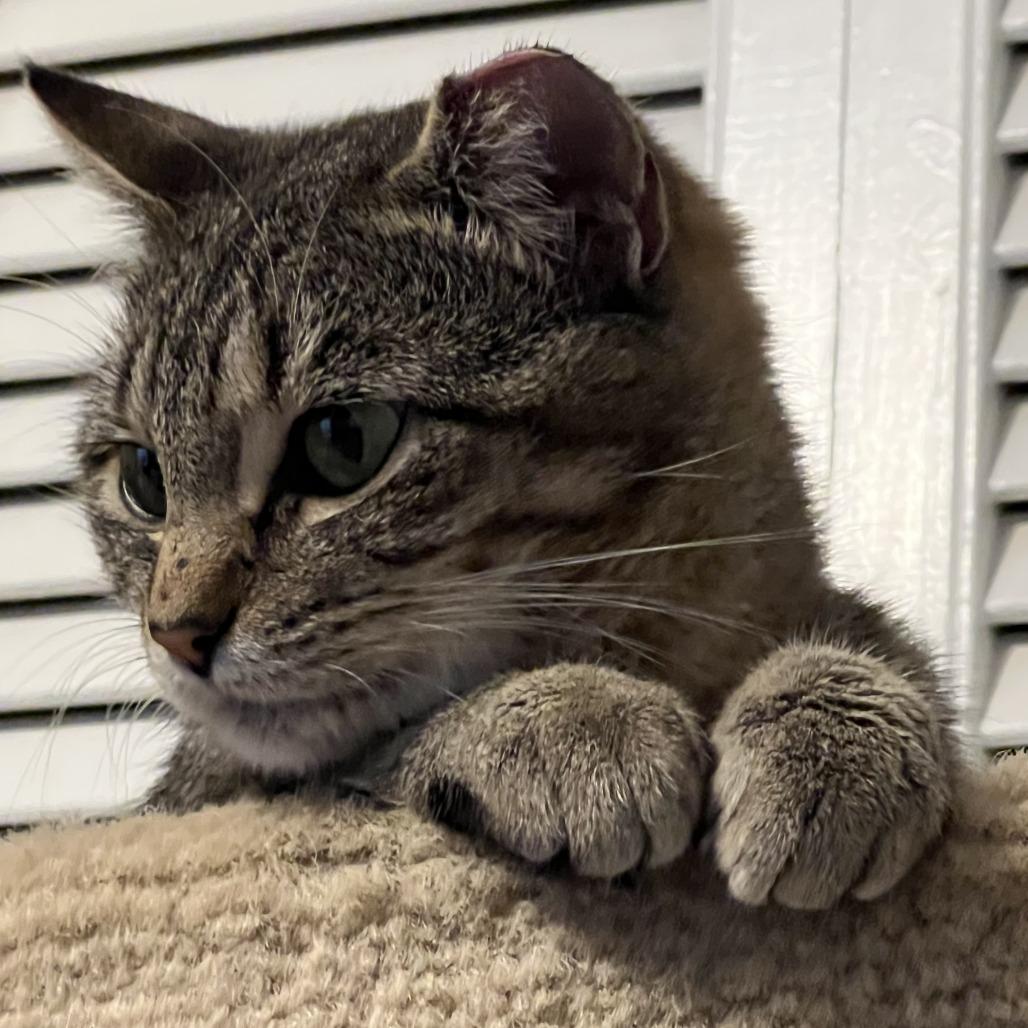 Enlarge Harley, a Adoptable Domestic Short Hair in Tulsa, OK image 3/3