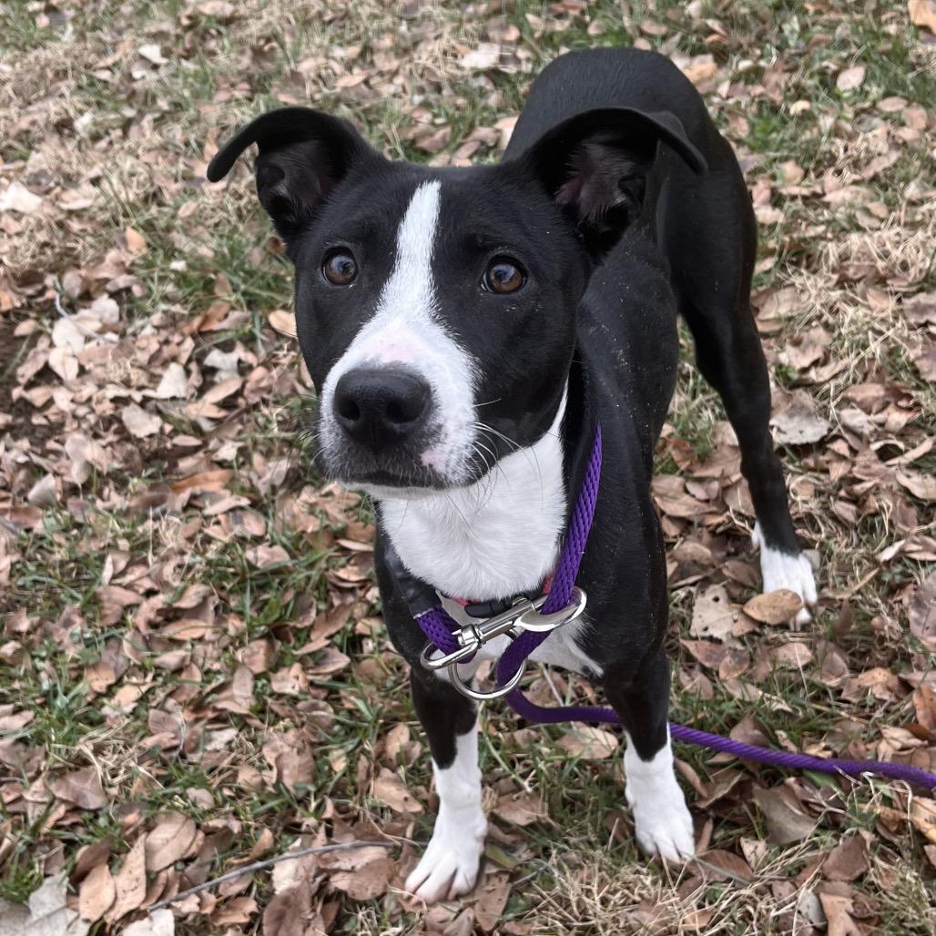 Indie, a ADOPTABLE mixed breed in Kansas City, KS image 1/3