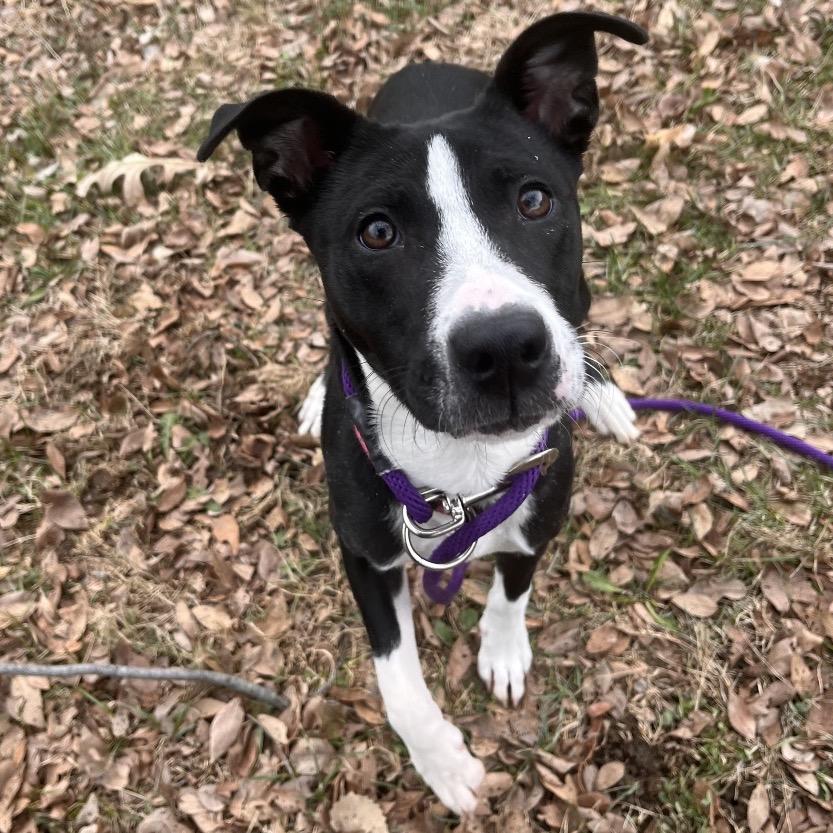 Indie, a ADOPTABLE mixed breed in Kansas City, KS image 2/3