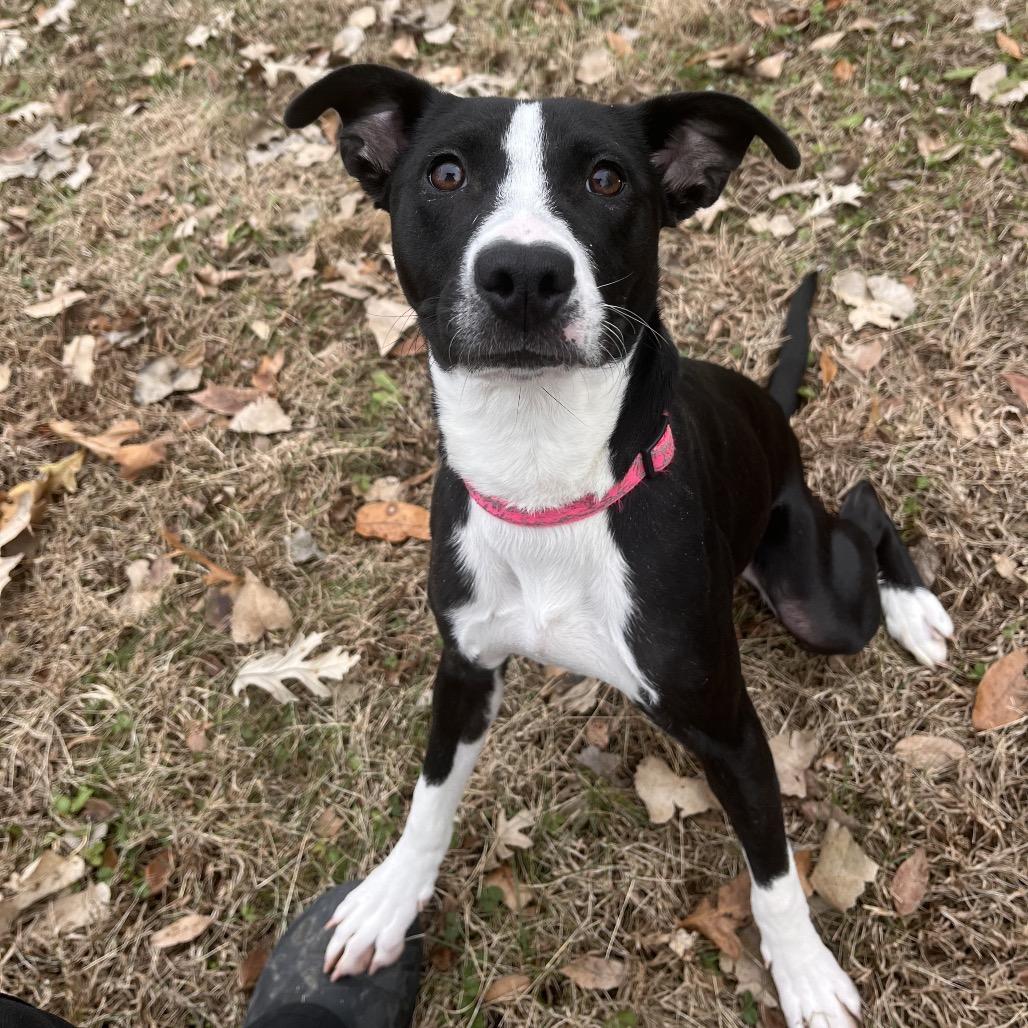 Indie, a ADOPTABLE mixed breed in Kansas City, KS image 3/3