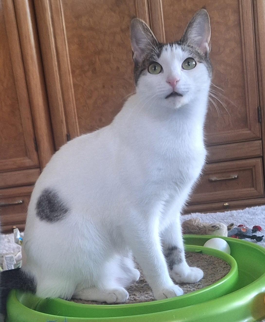 Sugar and Sherry and Shyann, Adoptable, Young Male American Shorthair.