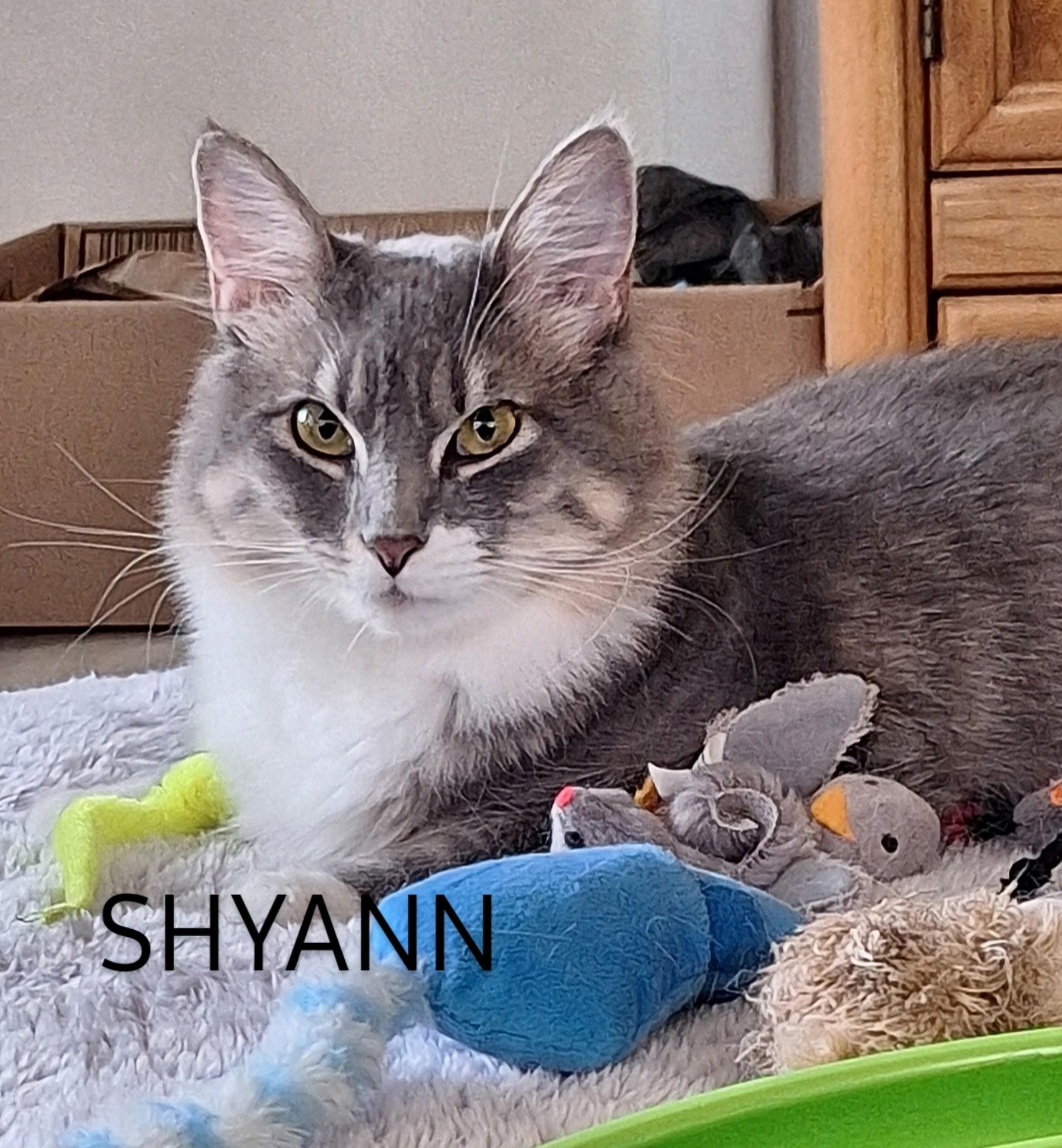 Enlarge Sugar and Sherry and  Shyann, a Adoptable mixed breed in Staunton, VA image 2/6