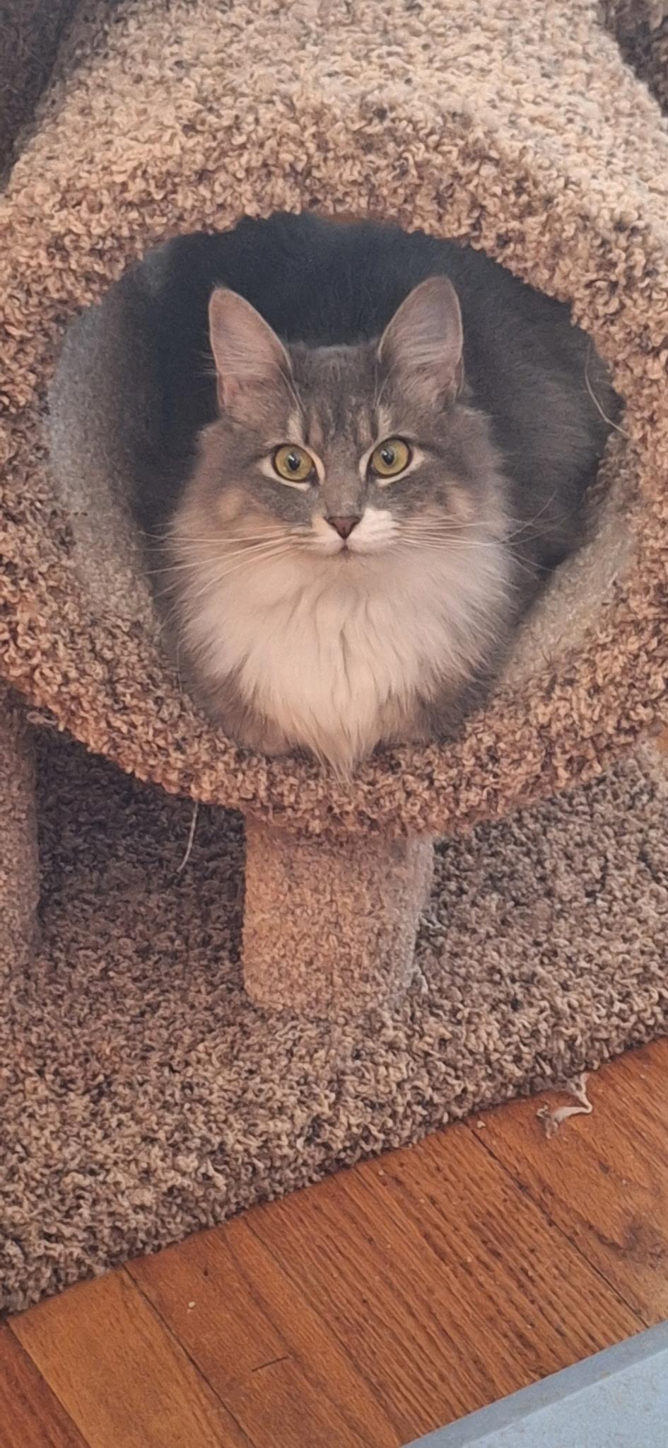 Enlarge Sugar and Sherry and  Shyann, a Adoptable mixed breed in Staunton, VA image 3/6