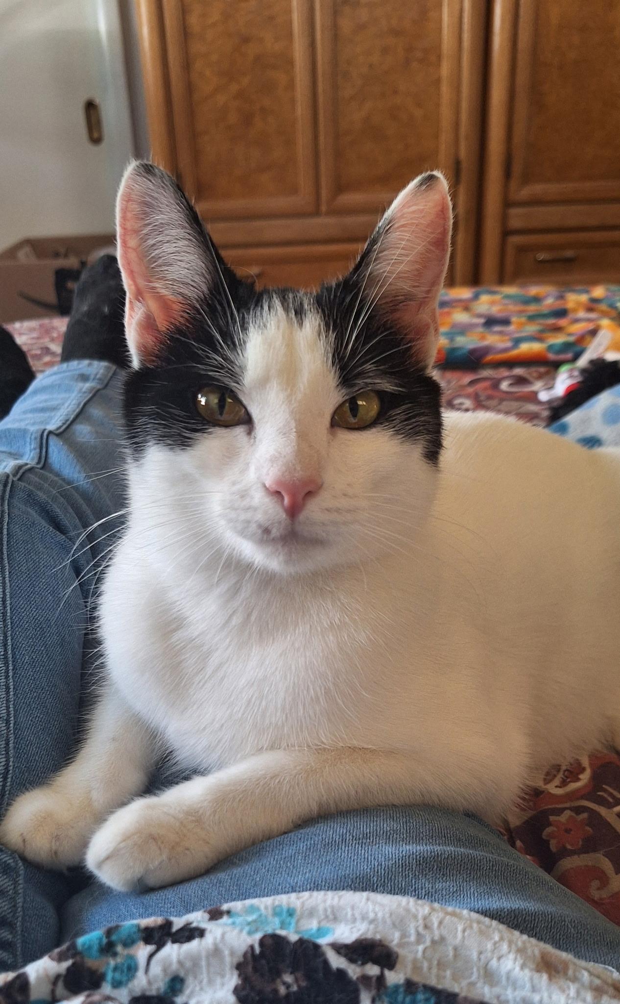 Enlarge Sugar and Sherry and  Shyann, a Adoptable mixed breed in Staunton, VA image 4/6